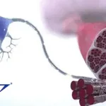 Gene Cradle Gains NMPA Approval for Phase III Trial of GC101 in Type II 5q Spinal Muscular Atrophy