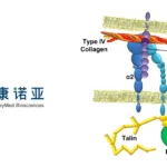 Keymed Biosciences Gains NMPA Approval for Phase I/II Study of CM518D1