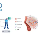 CentryMed's CMDE005 Bispecific Antibody Receives FDA Clinical Approval for EGFR Positive Tumors
