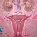WuHan Hamilton Biotech's HUC-MSCs Product Approved for Clinical Trials in Premature Ovarian Failure