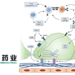 Zhejiang Huahai Gains MEDSAFE and HDEC Approval for HB0043 Phase I Trial