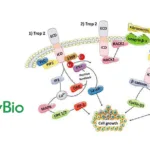 Duality Biologics Receives FDA IND Approval for EGFR/HER3 ADC AVZO-1418