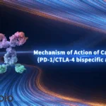 Akeso Biopharma Wins NMPA Approval for New Cadonilimab Indication