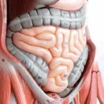 Lianhuan Pharma Gains NMPA Approval for No-Spa Generic