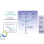 Kindstar Global Partners with Biostate AI to Advance Precision Medicine