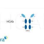 Nona Biosciences Licenses HCAb Technology to Visterra for Biologic Development