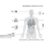 Sino Biopharmaceutical's TDI01 Receives Breakthrough Therapy Designation for cGVHD Treatment