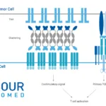 Harbour BioMed and Otsuka Pharma Collaborate Globally on BCMAxCD3 Bispecific T-cell Engager