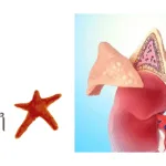 Lundbeck's Lu AG13909 Wins Orphan Drug Designations for Congenital Adrenal Hyperplasia