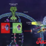 Jacobio Pharma Initiates First Patient Dosing in U.S. Phase I/IIa Study for Pan-KRAS Inhibitor JAB-23E73