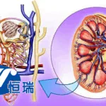 Hengrui Pharmaceuticals Receives NMPA Clearance for SHR-2173 in Primary Membranous Nephropathy