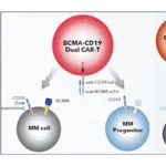 Novatim and ERIGEN Ink Licensing Pact for Dual-Target CAR-T Therapy KQ-2003