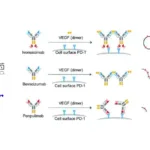 3Sbio and Pfizer Finalize Licensing Agreement for PD-1/VEGF Bispecific Antibody SSGJ-707