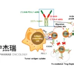 Alphamab Oncology's JSKN003 Granted FDA Orphan Drug Designation for Gastric and Gastroesophageal Junction Cancer