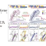 BrightGene and CR Sanjiu Collaborate on BGM0504 Injection Development and Commercialization