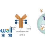 Mabwell Initiates U.S. Clinical Study of 9MW2821 for Triple-Negative Breast Cancer
