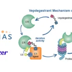 Arvinas and Pfizer's Vepdegestrant NDA Accepted by FDA for ER+/HER2- Breast Cancer