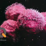 Bayer Collaborates with Kumquat Biosciences to Develop KRAS G12D Inhibitor