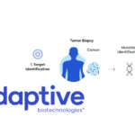 Genentech to End $2B Collaboration With Adaptive Biotechnologies on T-Cell Therapies