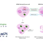 QuantumPharm XtalPi Secures Phase I Approval for PEP08, a Next‑Generation PRMT5 Inhibitor