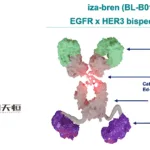 Biokin Pharma Secures Breakthrough Therapy Designation for izalontamab with BMS
