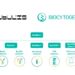 Biocytogen Licenses RenMice Antibody to Tubulis, Boosting ADC Development