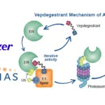 Pfizer and Arvinas Pass Commercial Rights of Vepdegestrant to Third Party
