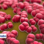 Nanjing Leads Biolabs Secures FDA IND for LBL‑047, a First‑In‑Class Bispecific Fusion Protein