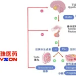 Livzon Launches China's First Oral GnRH Antagonist for Multiple Indications