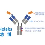 Leads Biolabs, Dianthus Therapeutics Announce Global Partnership for LBL‑047 Bispecific Fusion Protein