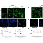 Anhui Anke Announces HuA21 Success in HER2‑Positive Gastric Cancer