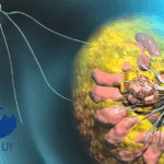 Jiangsu Hengrui Secures NMPA Approval to Launch Phase III Trial of Trastuzumab Rezetecan in HER2‑Positive Breast Cancer
