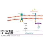 Alphamab Oncology Secures FDA Fast‑Track Designation for HER2 Bispecific ADC JSKN003 in Platinum‑Resistant Ovarian Cancer