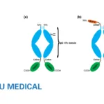 Lepu’s Minwei Licenses MWN105 Injection to Denmark’s Sidera Bio, Up to $1.01 B in Milestones