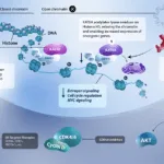 Prelude Therapeutics Revamps Pipeline: Incyte Option on JAK2V617F, KAT6A Degrader Takes Center Stage, SMARCA2 Paused