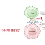 Zelgen Biopharma’s ZG006 (Alveltamig) Receives FDA Orphan‑Drug Designation for Neuroendocrine Carcinomas