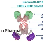 Biokin's iza-bren NDA Accepted for Nasopharyngeal Carcinoma, Advancing Bispecific ADC
