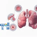 Mabwell's 9MW1911 Cuts COPD Exacerbations by 30% in Phase 2a, FDA Accepts US Trial Application
