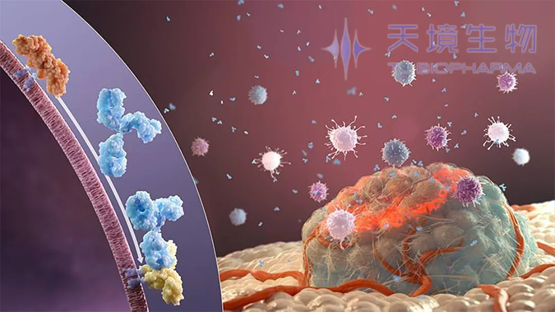 TJ Biopharma and Jumpcan Secure BE Trial Approval for Localized Eftansomatropin in China