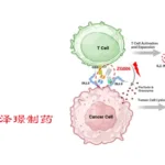 Zelgen Licenses ZG006 to AbbVie for $1.2 Billion in Milestones Ex-China