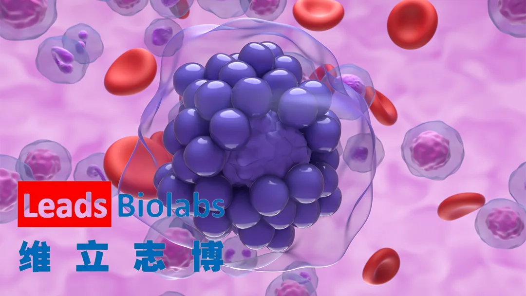 Nanjing Leads Biolabs Secures FDA Fast Track for LBL-034 in Multiple Myeloma