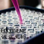 Eccogene Files Hong Kong IPO Prospectus with THR-β Agonist ECC4703 Leading Metabolic Disease Pipeline