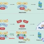 Nutshell Therapeutics' NTS231 Clears FDA IND – First NRF2 Molecular Glue Degrader from China and Second Globally to Enter Clinical Development, Targeting KEAP1 to Block NRF2