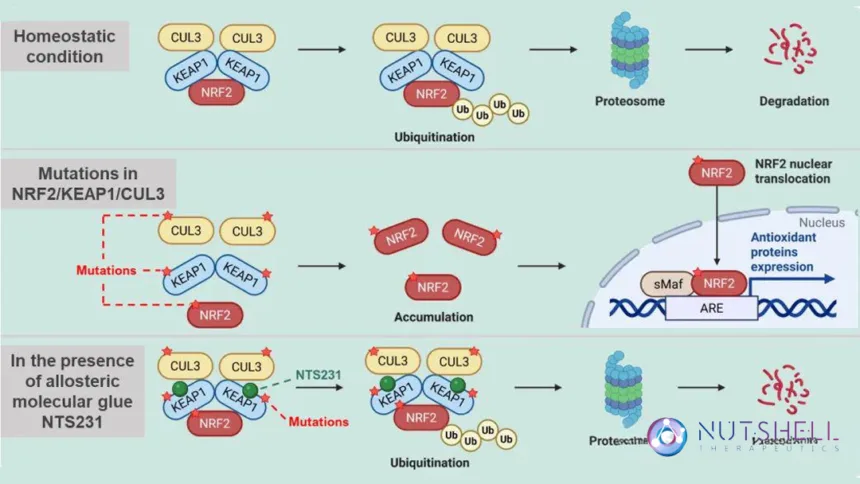 Nutshell Therapeutics' NTS231 Clears FDA IND – First NRF2 Molecular Glue Degrader from China and Second Globally to Enter Clinical Development, Targeting KEAP1 to Block NRF2