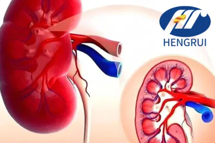 Jiangsu Hengrui Wins Dual NMPA Clinical Trial Approvals – SHR‑4595 Enters Advanced Solid Tumor Testing as HRS‑4729 Triple Agonist Advances to Phase II in CKD