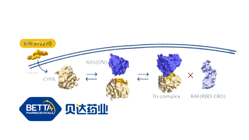 Betta Pharmaceuticals Secures FDA IND Approval for BPI‑572270 Capsules – Novel Pan‑RAS "Non‑Degradative Molecular Glue" Inhibitor Advances into U.S. Clinical Trials