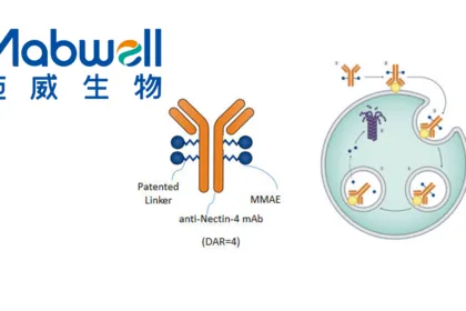 Mabwell to Present Phase II Data for Nectin‑4 ADC 9MW2821 at ESMO 2026 – 30.0% ORR in Post‑TOP1i‑ADC Triple‑Negative Breast Cancer, Headlining Four Phase III Programs