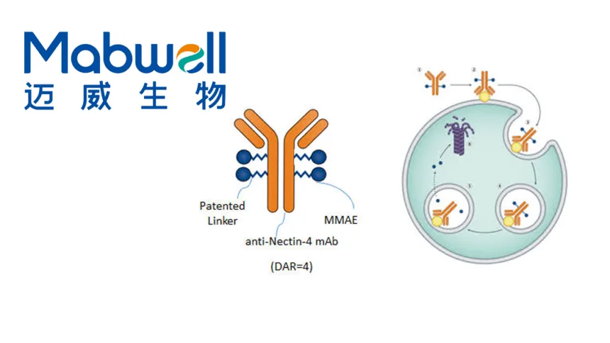 Mabwell to Present Phase II Data for Nectin‑4 ADC 9MW2821 at ESMO 2026 – 30.0% ORR in Post‑TOP1i‑ADC Triple‑Negative Breast Cancer, Headlining Four Phase III Programs