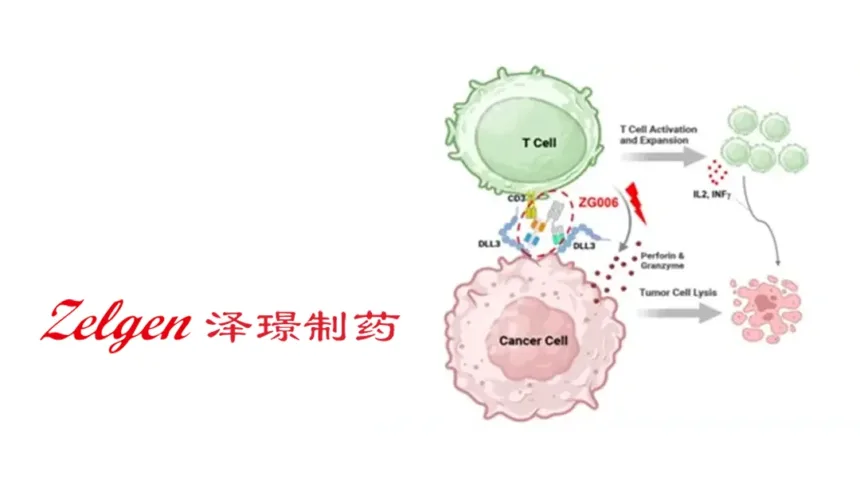 Zelgen Receives USD 10 Million Milestone Payment from AbbVie for ZG006 (Alveltamig) – Clinical Progress Triggers Second Payout Under Global Oncology Collaboration